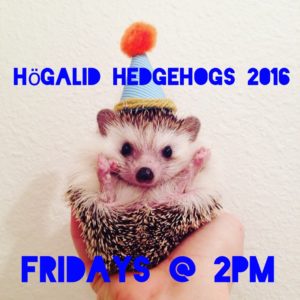 hedgehogs